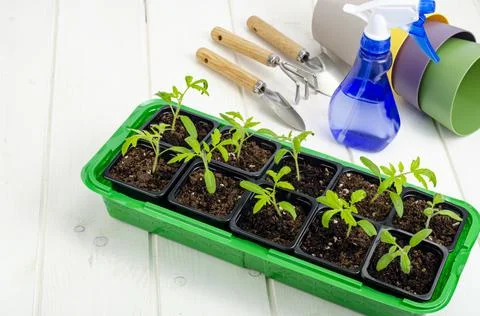 Spring growing vegetable seedlings in container, organic farming concept. Stock Photos