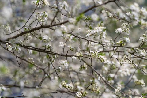 Spring growth imagery. Fresh springtime foliage inspiring ecofriendly garde.. Stock Photos