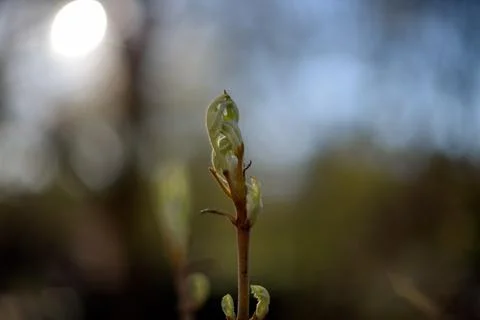 Spring Growth Stock Photos