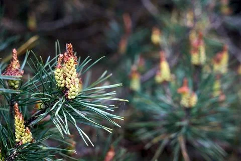 Spring growth of a pine tree, likely Pinus brutia Turkish pine with clusters Foto stock