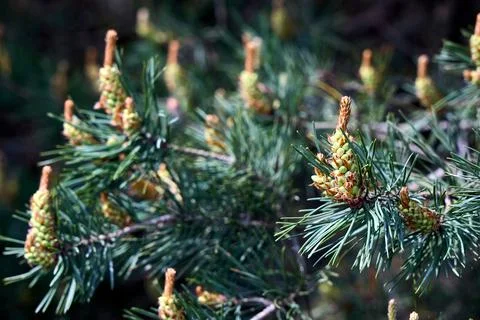 Spring growth of a pine tree, likely Pinus brutia Turkish pine with clusters Stock Photos