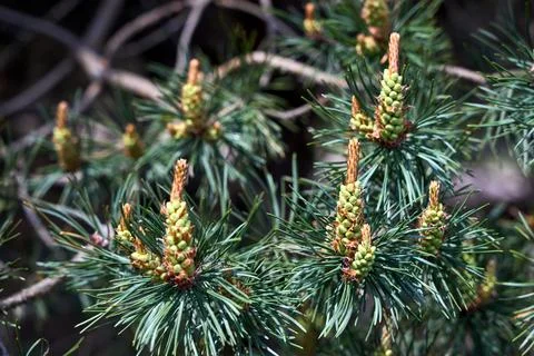 Spring growth of a pine tree, likely Pinus brutia Turkish pine with clusters Foto stock