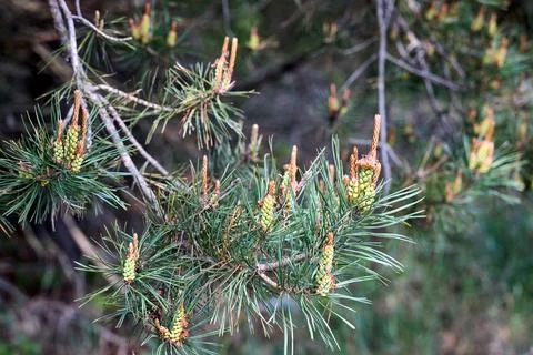 Spring growth of a pine tree, likely Pinus brutia Turkish pine with clusters Фото