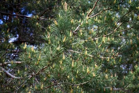 Spring growth of a pine tree, likely Pinus brutia Turkish pine with clusters Photos