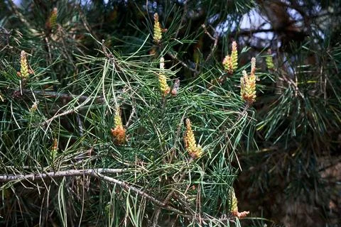 Spring growth of a pine tree, likely Pinus brutia Turkish pine with clusters Photos