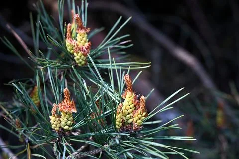 Spring growth of a pine tree, likely Pinus brutia Turkish pine with cluster.. Fotos de archivo
