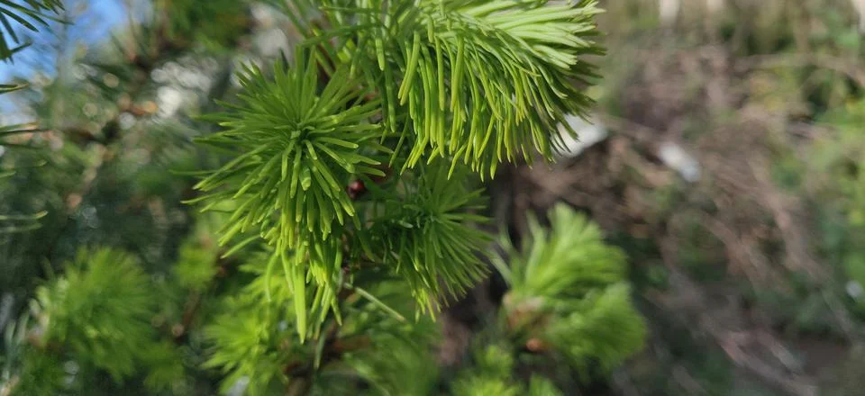 Spring growth on the tips of a pine tree branch Stock Photos