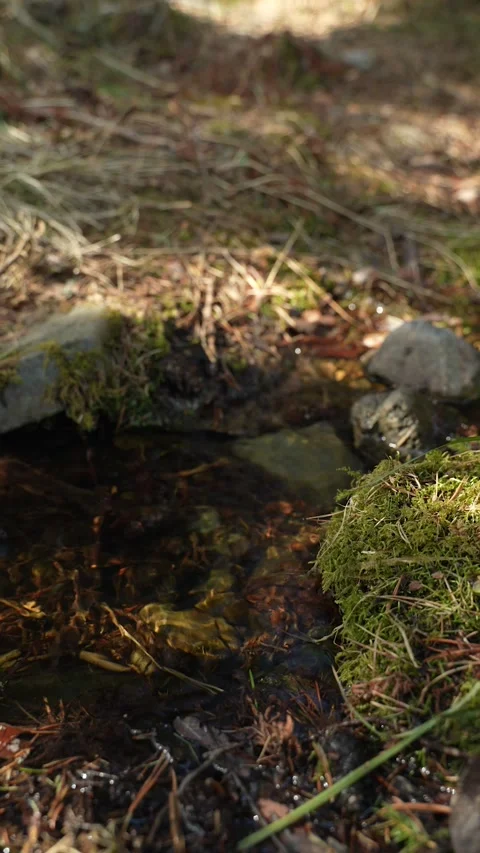 A spring gushes from the ground in the forest. A forest spring in a coniferous 库存影片 308289925
