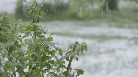 Spring hail storm hitting rose bush, slow motion Stock Footage 75460330