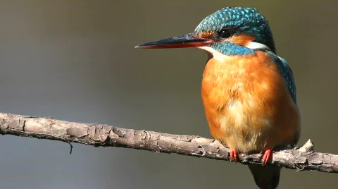 Spring. Halcyon. Video stock 708055