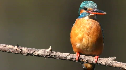 Spring. Halcyon. Video stock 708113