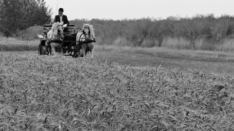 Spring Harvest of Wheat on the Field Stock Footage 92861425