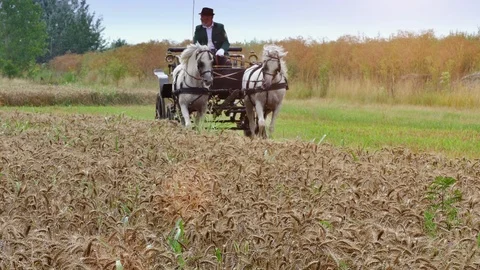 Spring Harvest of Wheat on the Field Stock-Footage 92862714