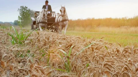 Spring Harvest of Wheat on the Field Stock-Footage 93155342