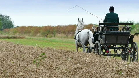 Spring Harvest of Wheat on the Field Stock-Footage 93155476