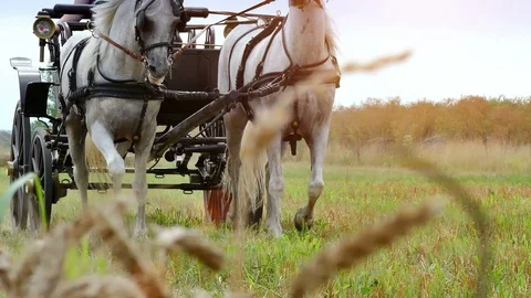 Spring Harvest of Wheat on the Field Stock-Footage 93156658