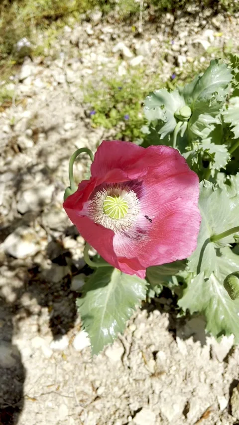 Spring has already begun Stock Footage 242482883