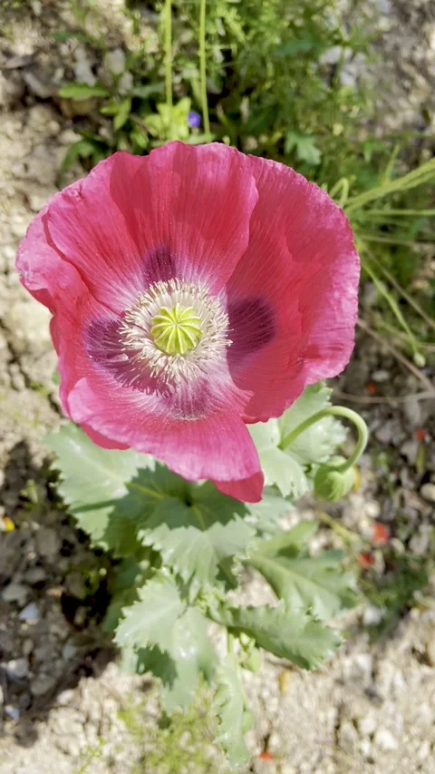 Spring has already begun Stock Footage 242482888