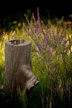 Spring Has Arrived 写真素材