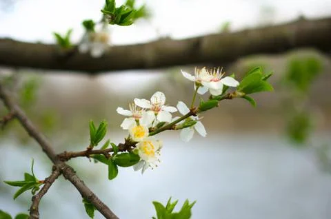 Spring has arrived Stock Photos