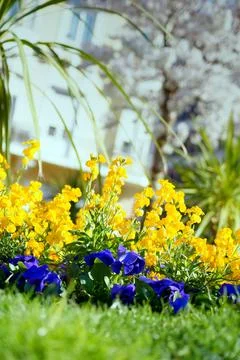 Spring has arrived; spring flowers and trees are blooming. Stock Photos