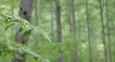 Spring has come, 4k color graded (4000x2160) Stock Footage 50137586