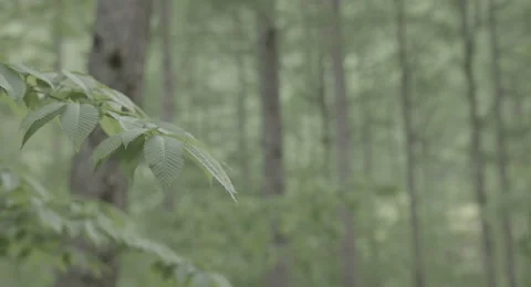 Spring has come, 4k non color graded (4000x2160) Stock Footage 50137342