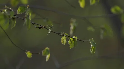 Spring has come, the first green. Nature wakes up. Stock Footage 77676969