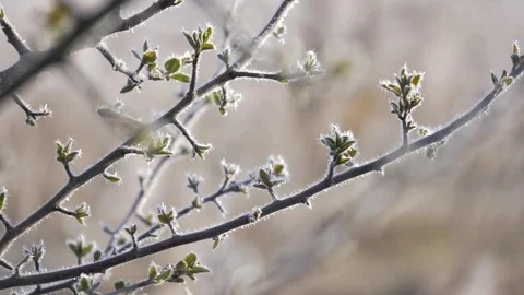 Spring has come, the first green. Nature wakes up. Stock Footage 77677013