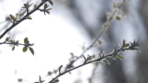 Spring has come, the first green. Nature wakes up. Video stock 77677059