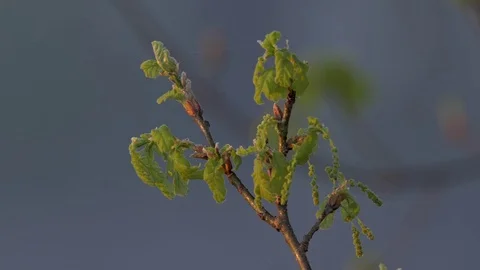 Spring has come, the first green. Nature wakes up. Stock Footage 77677095