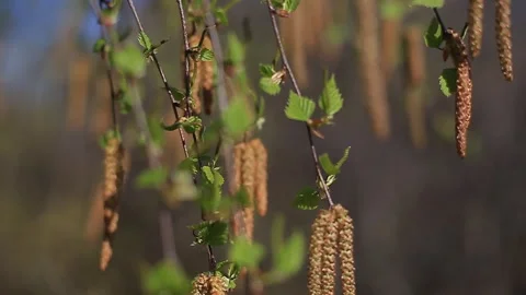 Spring has come, the first green. Nature wakes up. Dissolve the first leaves on Video stock 91339934