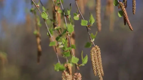 Spring has come, the first green. Nature wakes up. Dissolve the first leaves on Video stock 91340352