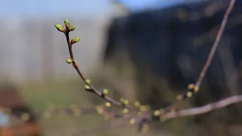 Spring has come, the first green. Nature wakes up. Dissolve the first leaves on Stock Footage 119146064