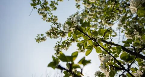 Spring has come, the flowers are blooming Stock Photos