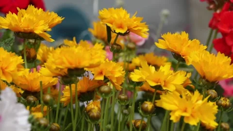 Spring has come Stock Footage 131778301