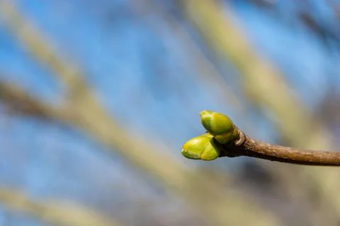 Spring has come, lilac buds. Stock Photos
