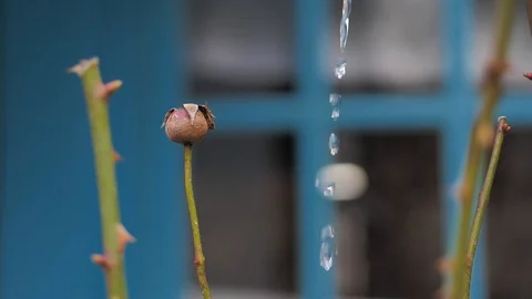 Spring has come, meltwater is running down from the roof. dried rosebud Stock Footage 124702886