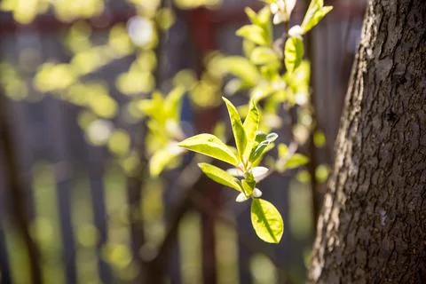 Spring has come,Nature wakes up. First leaves and kidneys in spring in bright Stock Photos