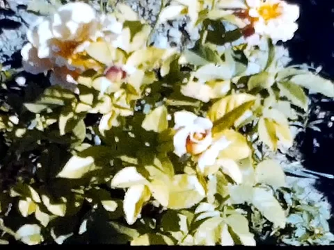 Spring has sprung 1 Stock Footage 122140928