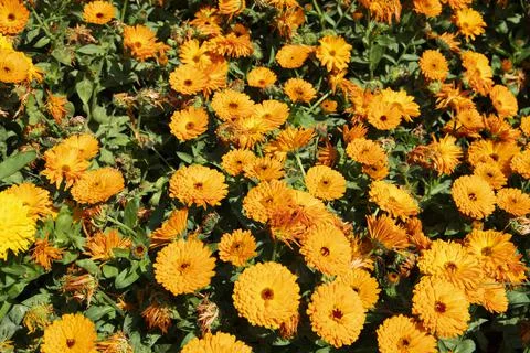 Spring has sprung- flowers in bloom Stock Photos