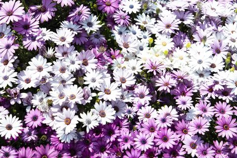 Spring has sprung- flowers in bloom Stock Photos