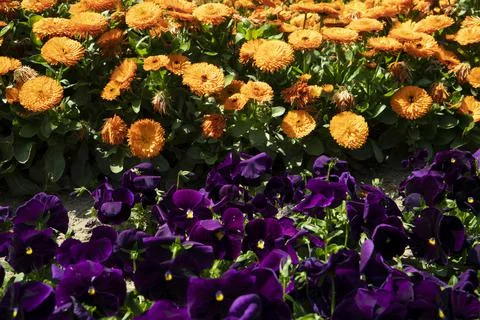 Spring has sprung- flowers in bloom Stock Photos