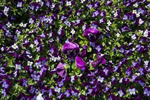 Spring has sprung- flowers in bloom Stock Photos