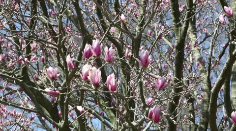 Spring has sprung Stock Footage 22768678