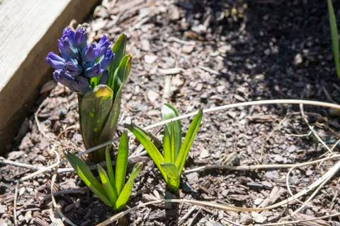 Spring has Sprung Stock Photos