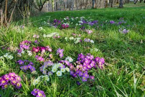 Spring Has Sprung. Stock Photos