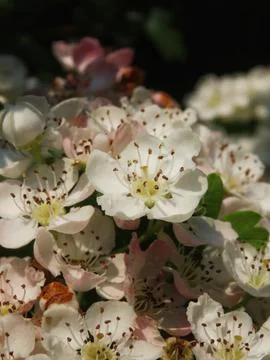 Spring Hawthorn Bloom Stock Photos