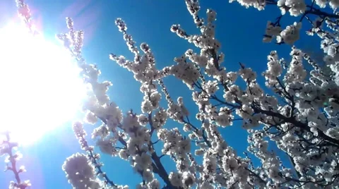 SPRING HD WITH BEES AND SUNSHINE 動画素材 35661784