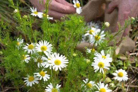 Spring healing chamomile in a bag Stock Photos